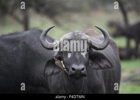 Tick bird on ear of African Cape Savannah Buffalo at Mahali Mzuri in the Olare Motorogi Conservancy, Maasai Mara, Kenya, East Africa. Syncerus caffer Stock Photo