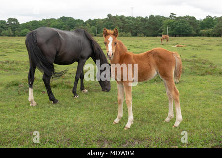 Fawn coloured foal with its black mother pony in the New Forest south of England national park, UK Stock Photo