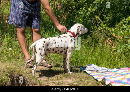 The owner teaches the dog to get a pet to hunt. People and animals in nature. Stock Photo