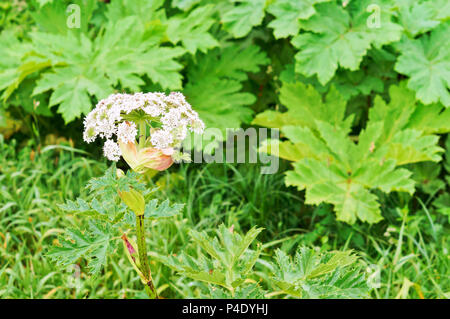 a poisonous plant Heracleum, flowering plant the cow parsnip Stock Photo