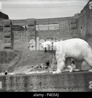 1950s, historical picture showing a polar bear in his walled concrete captive surroundings at Edinburgh Zoo, Scotland, UK. Stock Photo