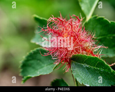 Bedeguar gall, caused by parasitic mossy rose gall wasp. Diplolepis rosae. Stock Photo