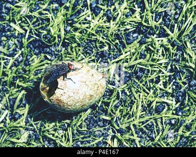 The new life is born. Cracked bird egg on the grass. Black fly sit on empty broken shell. Wild life macro Stock Photo