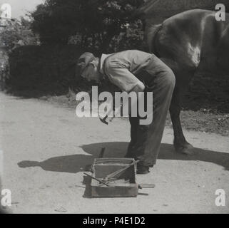 1950s, historical picture showing a farrier with tools outside working on a horse's hooves. A specialist in equine hoof care, a farrier's work is highly skilled and in addition to the equine care, they require blacksmith skiills and veterinarian knowledge as well to care for horses feet. Stock Photo