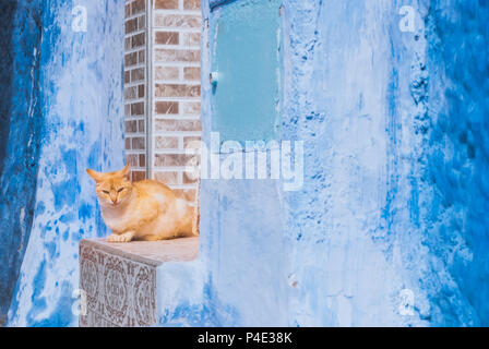 Beautiful stray cat sleeps on the streets of Morocco Stock Photo
