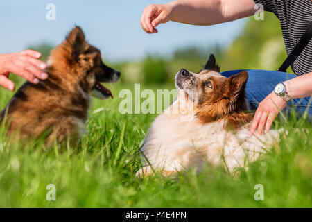 people play with an adult Elo and an Elo puppy on a meadow Stock Photo