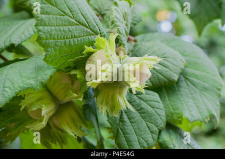 Hazelnuts ripening on the tree Stock Photo