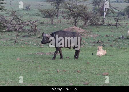 Lion surrounds African Cape Buffalo at Mahali Mzuri in the Olare Motorogi Conservancy, Maasai Mara, Kenya, East Africa. Syncerus caffer Stock Photo