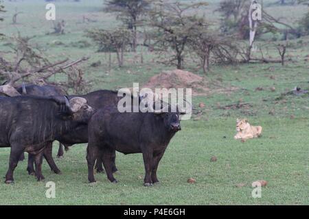 Lion surrounds African Cape Buffalo at Mahali Mzuri in the Olare Motorogi Conservancy, Maasai Mara, Kenya, East Africa. Syncerus caffer Stock Photo