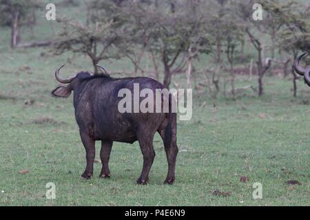 Injured by lion, blood on back and leg. An African Cape Buffalo at Mahali Mzuri in the Olare Motorogi Conservancy, Maasai Mara, Kenya. Syncerus caffer Stock Photo