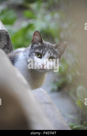 Funny cute street cat stray-cat eyes eye green-eyes wide eyes-open staring camera Stock Photo
