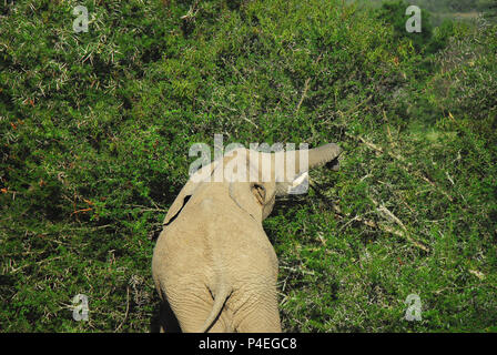 Elephants thrive on thorny vegetation.  This elephant tore down this huge Sweet Thorn bush (Acacia) in South Africa, in a matter of minutes. Stock Photo