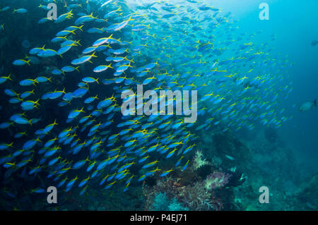 Yellow-back fusiliers [Cesia teres] school over coral reef.  West Papua, Indonesia. Stock Photo