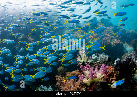 School of Yellow-back fusiliers [Caesio teres] over coral reef.  West Papua, Indonesia. Stock Photo