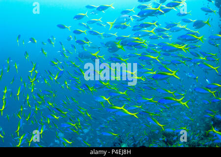 School of Yellow-back fusiliers [Caesio teres] over coral reef.  West Papua, Indonesia. Stock Photo
