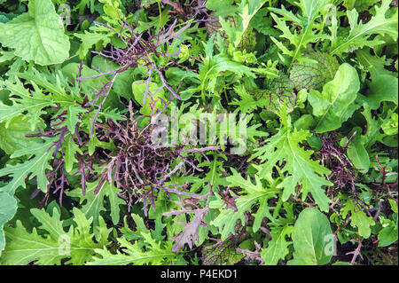Different kinds of tarragon dill salads on wooden background. Copy space. Macrobiotics, life without gluten. Fight with excess weight. Stock Photo