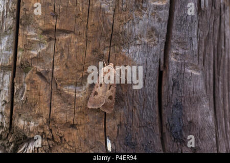 Heart and Dart Moth (Agrotis exclamationis) Stock Photo