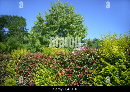 Multi-Coloured domestic hedge around a private property in Roézé-sur-Sarthe, Pays-de-la-Loire in north-western France. Stock Photo