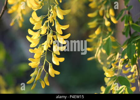 A beautiful cascade of flowers from Laburnum × watereri Stock Photo