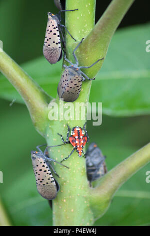 Montco PA:  Spotted Lanternfly (Lycorma delicatula) in the 4th nymphal stage (center) with adults on a Tree of Heaven (Ailanthus Altissima) sapling Stock Photo