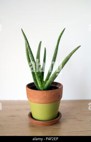 Green Aloe Vera Plant in a Green and Natural Terra Cotta Planter Indoors for Home Decor