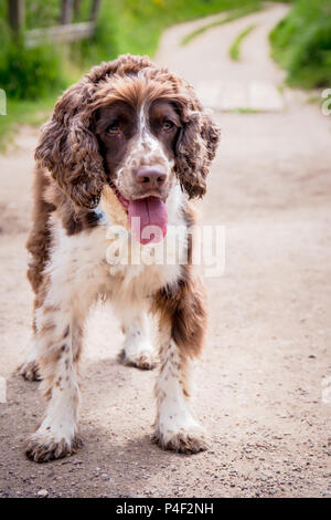 A brown and white purebred English Springer Spaniel dog standing up and looking forwards with mouth open on park path. Stock Photo