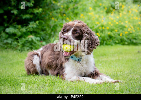 A liver and white purebred English Springer Spaniel dog lying down in field or garden with tennis ball in his mouth. Stock Photo