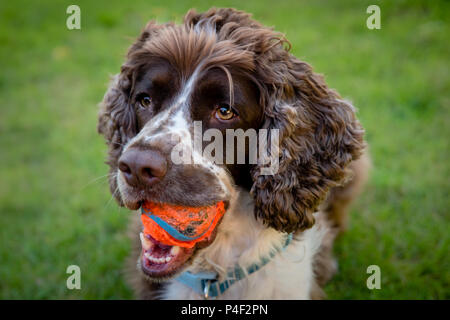 A brown and white purebred English Springer Spaniel dog lying down in field or garden with bright tennis ball in his mouth.  Close-up portrait. Stock Photo