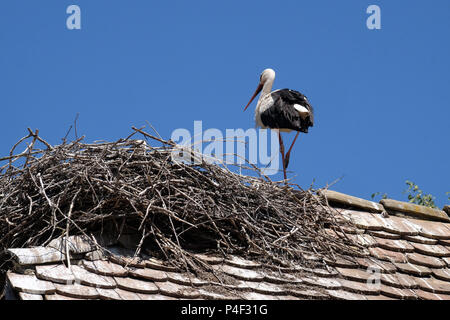 White Stork and nest on top of refurbished wooden houses in European stork village Cigoc, Croatia Stock Photo