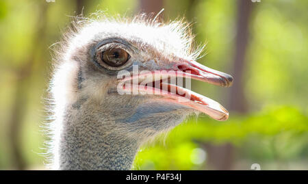 Close up of an African Ostrich head  on a South African Game Reserve Stock Photo