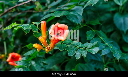 Orange Trumpet Vine in bloom.  Also known as Trumpet Creeper or Hummingbird Vine. Stock Photo