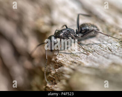 Carpenter, wood boring ant. Peering into hole in wood. Stock Photo