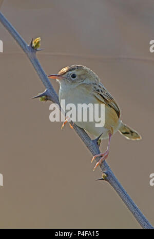 Zitting Cisticola (Cisticola juncidis tinnabulans) adult perched on thorny stem  Beidaihe, Hebei, China     May Stock Photo