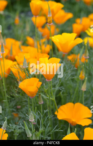 Eschscholzia californica 'Orange King'. California poppies. Stock Photo
