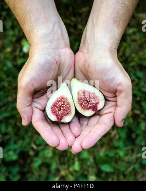 Fresh fig cut in half held in hands showing seeds and interior texture Stock Photo