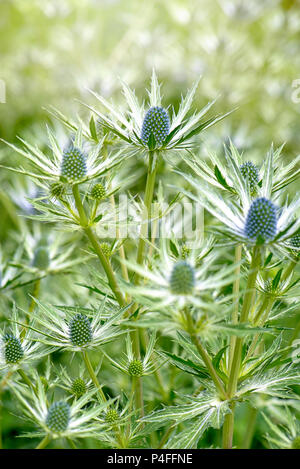 Close-up image of the summer flowering spiked blue flowers of Eryngium common names include eryngo and amethyst sea holly Stock Photo