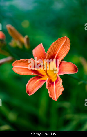 Detail of the orange day lily (Hemerocallis fulva) Stock Photo