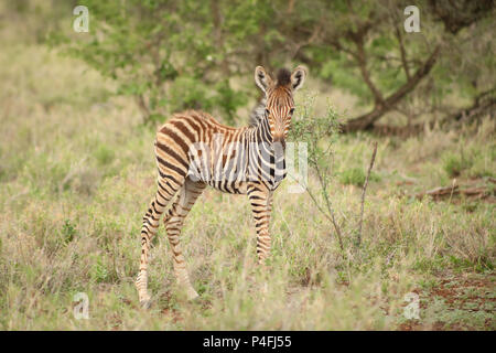 African Zebra Calf Photographed on safari in a South African game ...