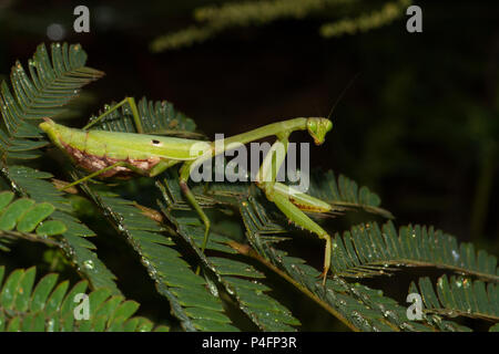 A gravid praying mantid on a mimosa leaf. Stock Photo