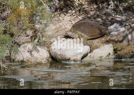 A soft-shelled turtle in Nevada, USA. Stock Photo