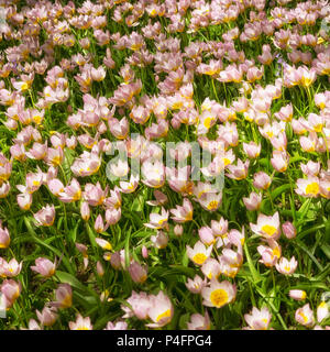 Display of Tulip 'Lilac Wonder' in a garden in spring Stock Photo