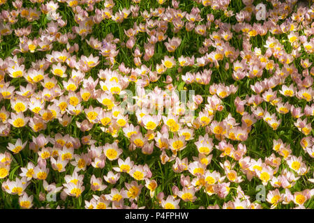 Display of Tulip 'Lilac Wonder' in a garden in spring Stock Photo