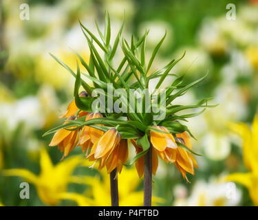 Orange Fritillaria Imperialis, Crown Imperial, Imperial Fritillary Or 