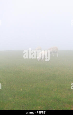 Shorn sheep grazing in a field on a misty day in Dorset, England, UK Stock Photo