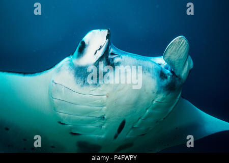 Manta ray on cleaning station in Komodo national park Stock Photo