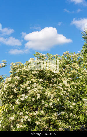 Elderflowers on a tree. Suffolk, UK. Stock Photo
