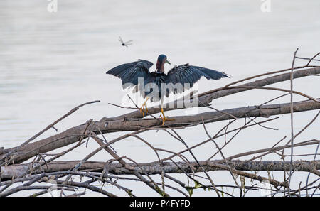 A green heron alights on a dead tree in Lake Caroline, in northwest Louisiana. Stock Photo