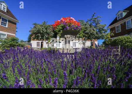 London UK. 22nd June 2018. Wimbledon Garden surrounded by lavender is bathed in morning summer  sunshine Credit: amer ghazzal/Alamy Live News Stock Photo