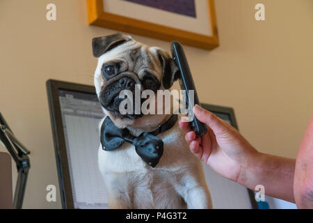 Vintage Pug Dog store Telephone