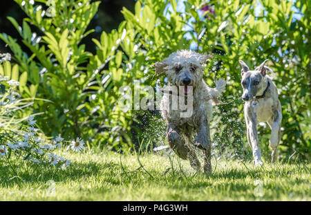 Mansfield Woodhouse, UK. 22 June 2018.  Has the temperpure rises a Cockapoo dog enjoys a splash in a garden pond to cool down during this hot summer weather Alan Beastall/Ģ����ý Live News. Stock Photo